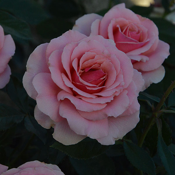 Poesie-garden-plant-rose-monteagro