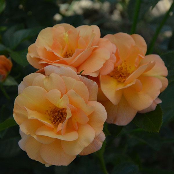 portoroz-garden-plant-monteagro-roses