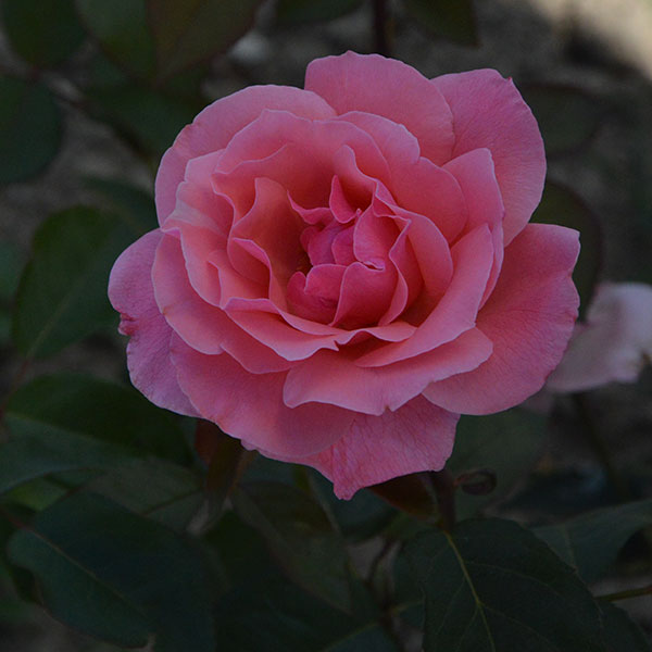 the-queen-elizabeth-garden-rose-flower-monteagroroses