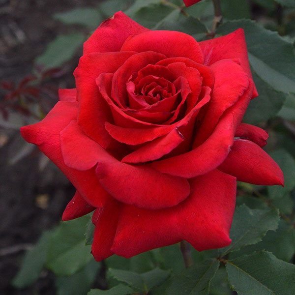 red-berlin-rose-plant-garden-monteagrodlm