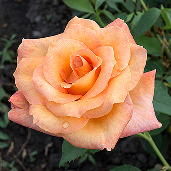 remy-martin-rose-flower-garden-monteagroroses