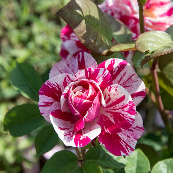 Renaissance garden rose