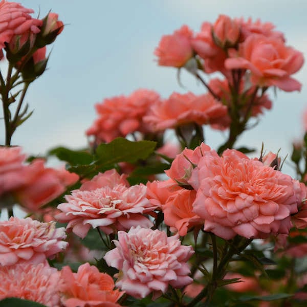 Ricky-garden-flower-rose-monteagro