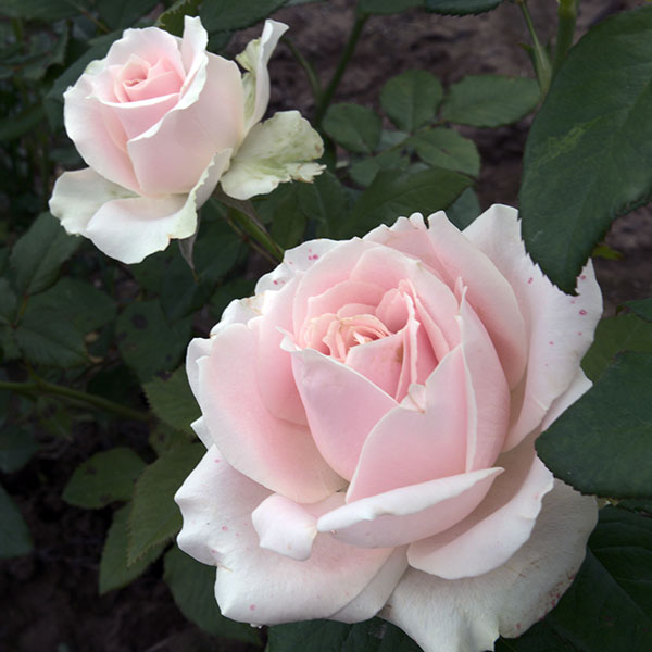 sweet-avalanche-rose-garden-monteagrodlm