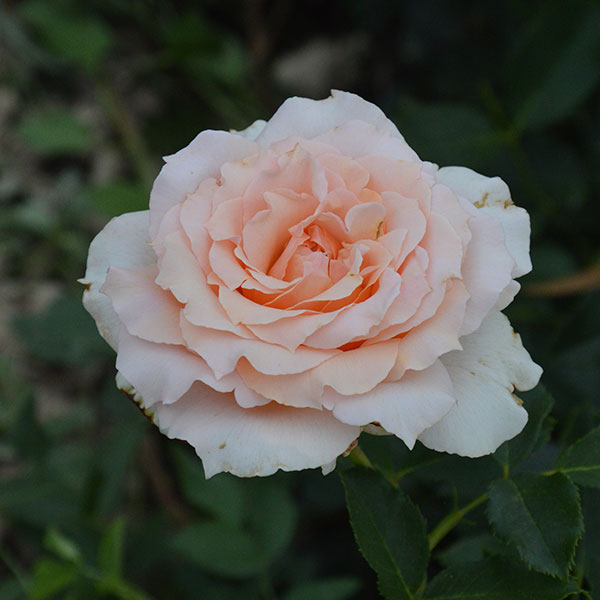 Tamora-garden-plant-rose-monteagroroses