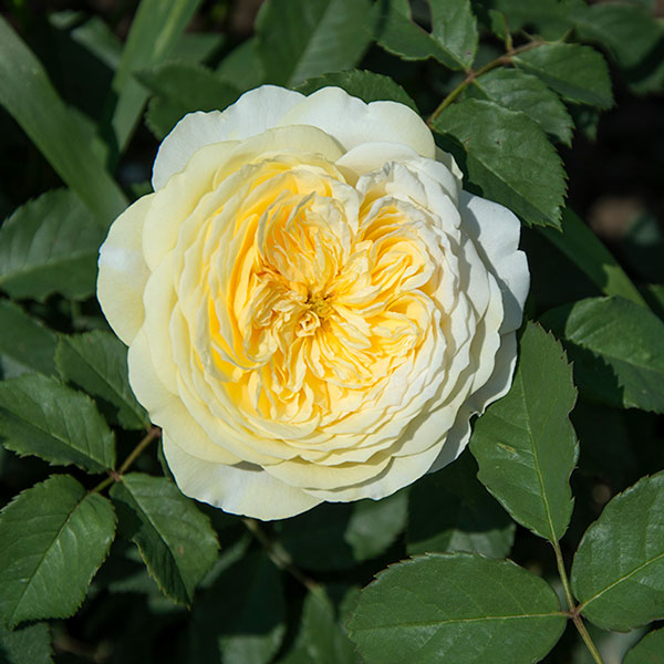 The-Pilgim-english-garden-rose-monteagroroses