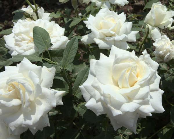 tiara-rose-plant-garden-monteagroroses
