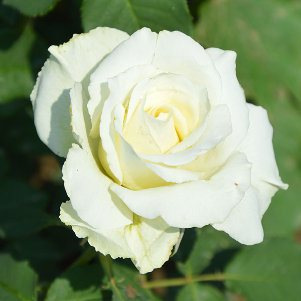 Tineke-garden-rose-flower-monteagro