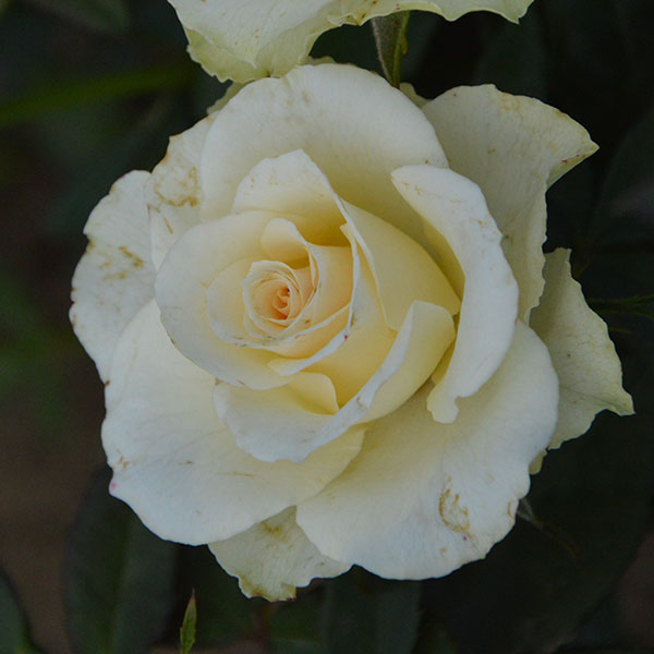 Vanila-sky-garden-plant-rose-monteagroroses