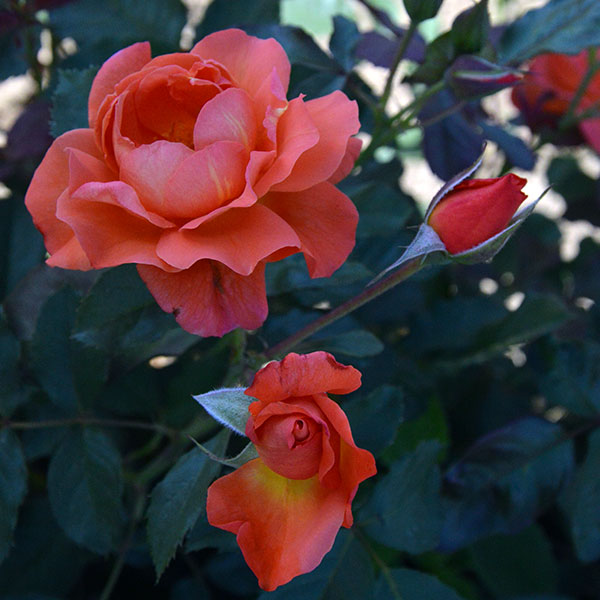 westerland-garden-rose-flower-monteagro