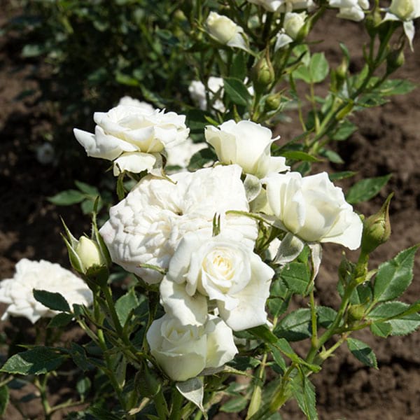 White-gem-garden-rose-monteagro