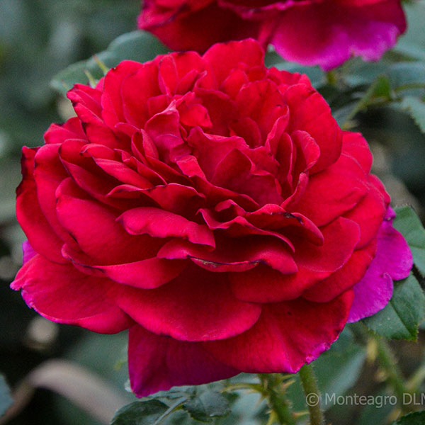 William-Shaksepeare-english-garden-flower-monteagrodlm