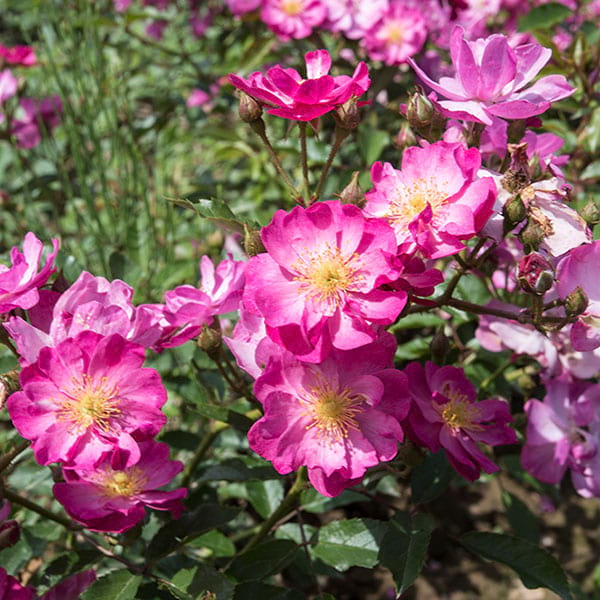 Yesterday-garden-flower-rose-monteagro